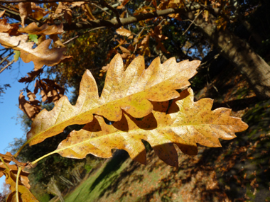 Feuilles alternes, longues de 6 à 12 cm, brillantes et allongées, de couleur vert sombre et terminées par une petite pointe. Les sinus peuvent parfois être profonds. Si elles sont glabres dessus, le dessous est pubescent. Agrandir dans une nouvelle fenêtre (ou onglet)